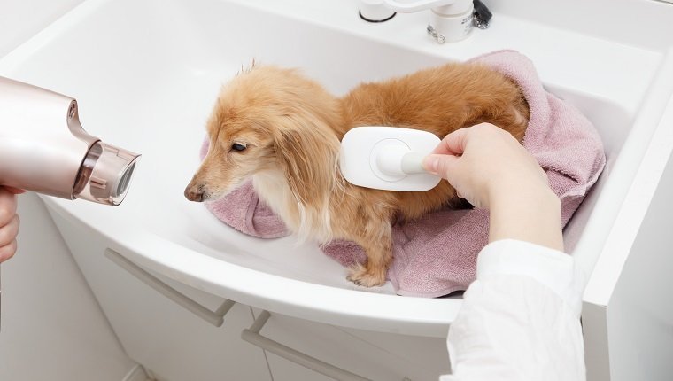 Hiring The Right Professional Dog Groomers