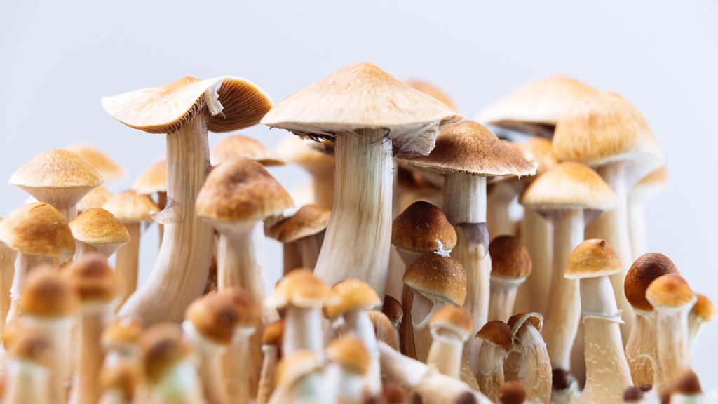 psilocybin-mushrooms